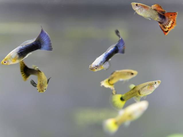 Top 10 des poissons d'eau douce à élever en aquarium