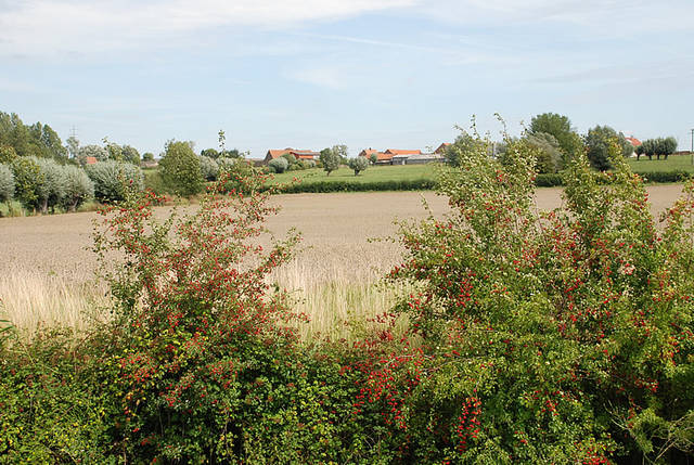 Haies et arbres dans un paysage agricole