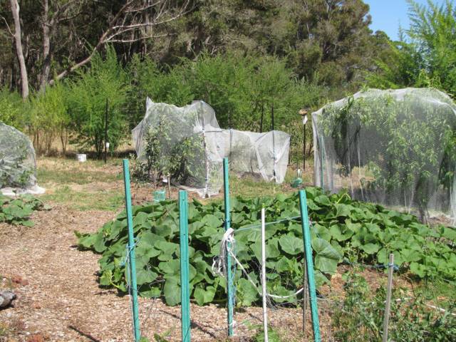 Potimarron et autres cucurbitacées au potager