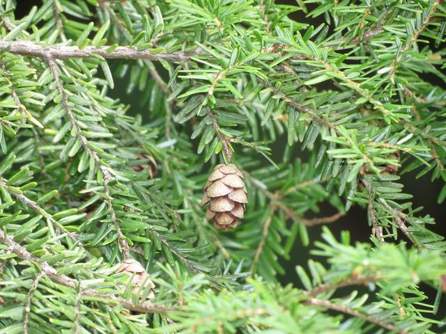 Tsuga canadensis : feuillage et cônes