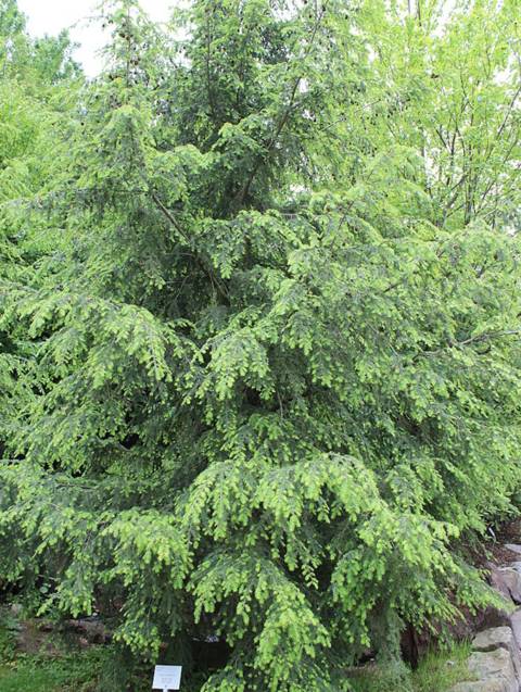 Tsuga canadensis