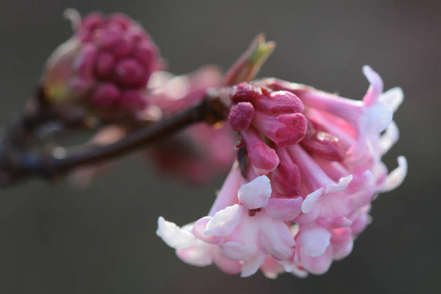 Viburnum x bodnantense : fleurs