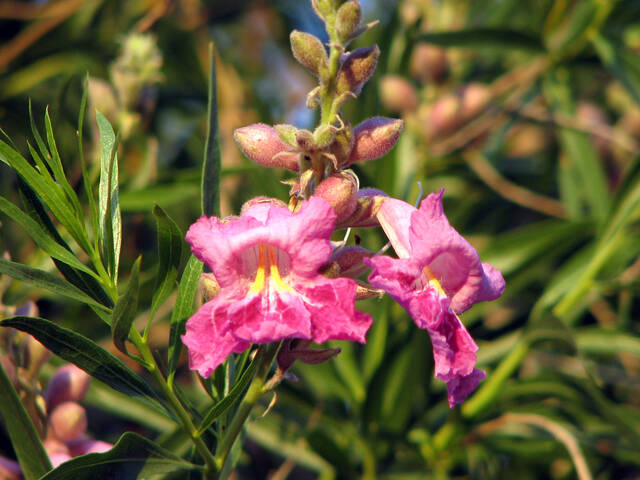 Saule du désert (Chilopsis linearis), pour les régions arides