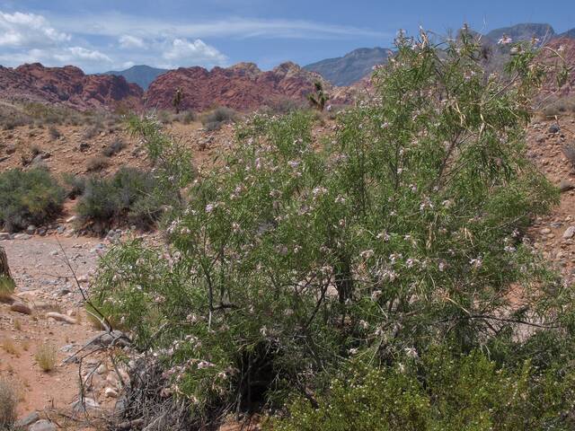 Chilops linearis ssp. arcuata dans son milieu naturel