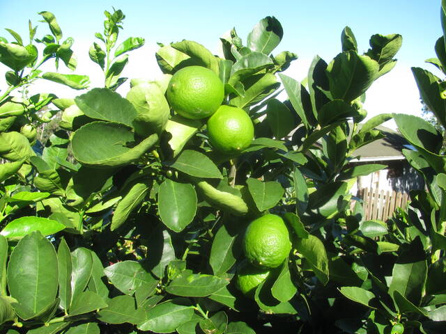 Lime acide, Citron Citrus aurantiifolia