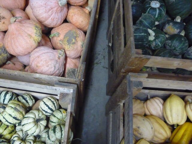 'Thelma Sanders Sweet Potato' en bas à droite