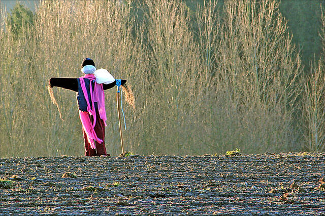 Epouvantail au champ