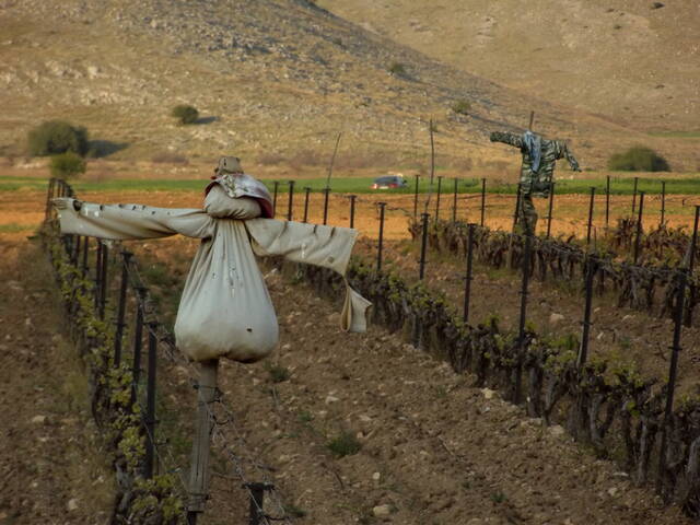 Epouvantail dans un vignoble grec