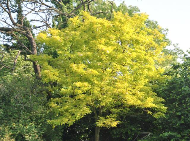 Gleditsia triacanthos 'Sunburst'