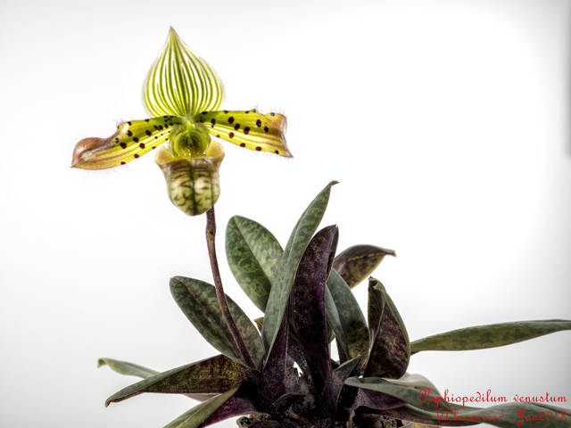 Paphiopedilum 'Psyché' Hybride blühstarke Plante Orchidée Orchidées chaussure femme 