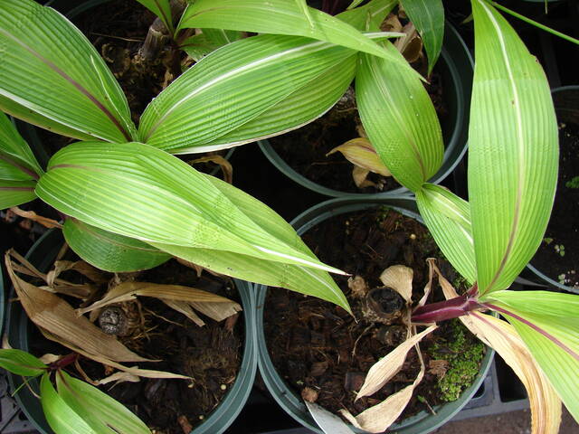 Setaria palmifolia 'Rubra'