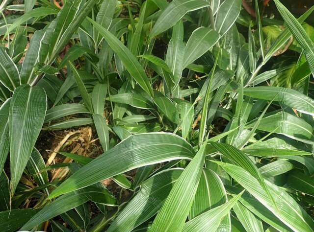 Setaria palmifolia 'Variegata'