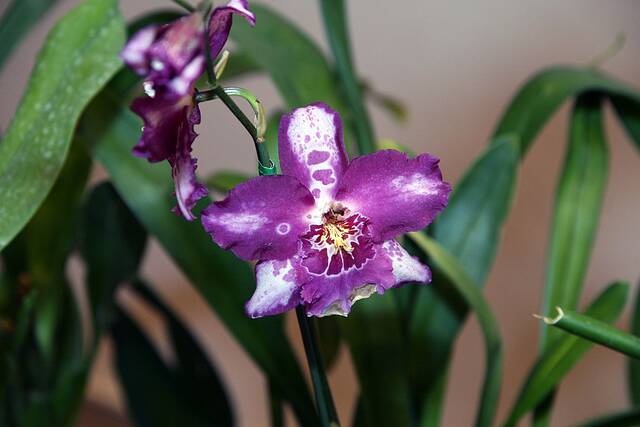 Vuylstekeara 'Memoria Mary Kavanaugh'