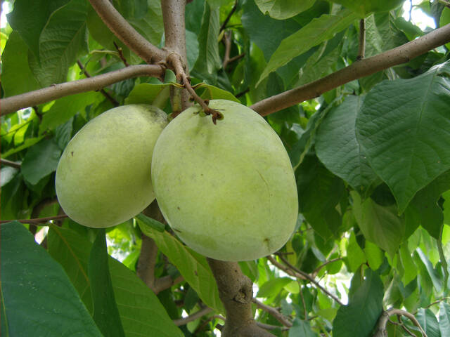 L'Asiminier, un arbre fruitier rare et prometteur