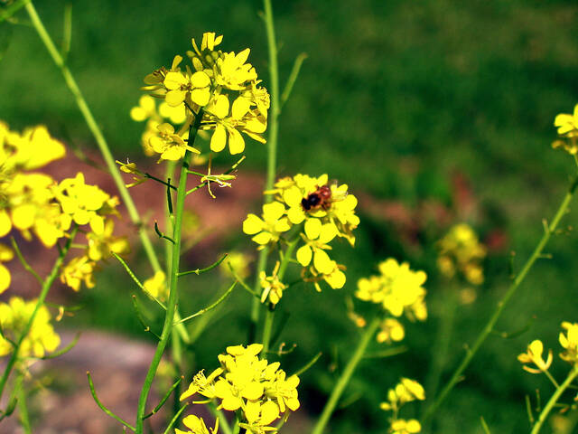 Brassica juncea : fleurs