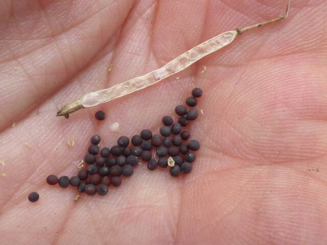 Brassica juncea, moutarde brune : graines
