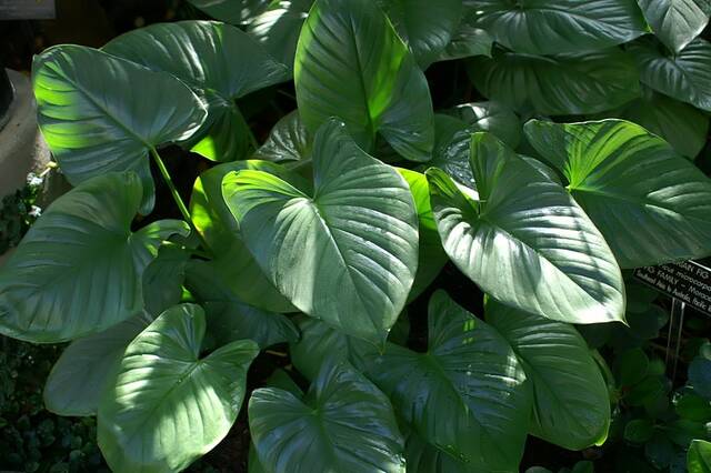 Homalomena caerulescens