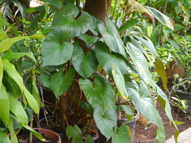 Homalomena rubescens