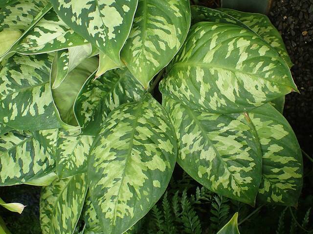 Homalonema wallisii