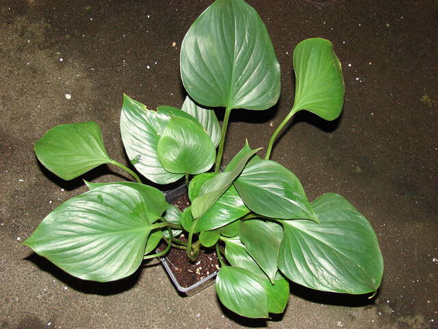 Homalomena