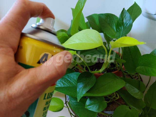 Nettoyer les feuilles des plantes d'intérieur : pourquoi ? comment ?