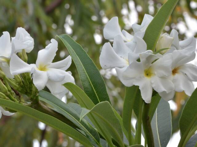 Pachypodium lamerei : fleurs
