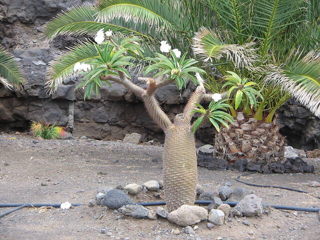 Pachypodium lamerei, palmier de Madagascar : entretien, culture