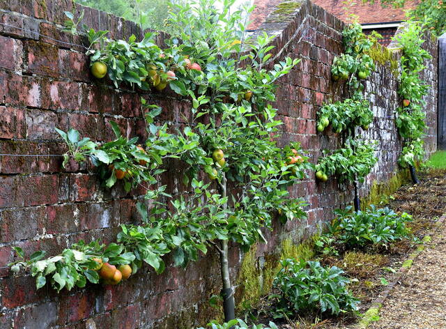 Pommier taillé en espalier