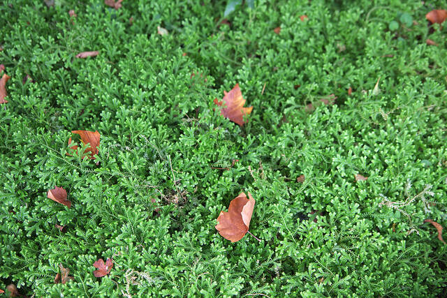 Selaginella kraussiana