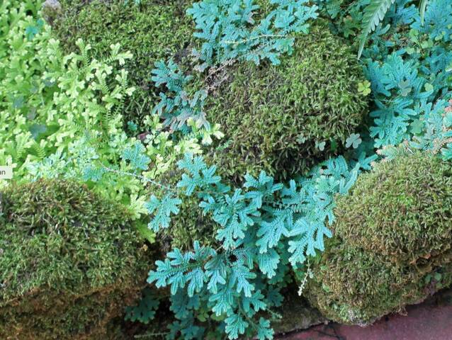 Selaginella uncinata et S. kraussiana entre des pierres
