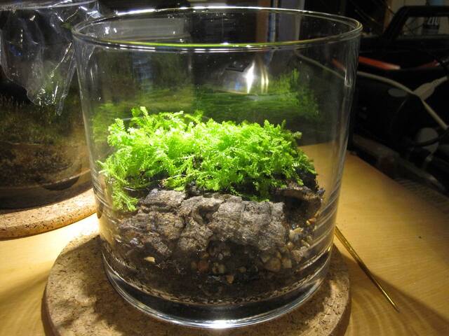 Selaginelle en terrarium