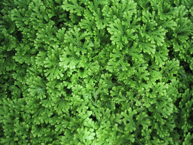 Selaginelle