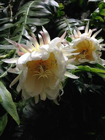 Selenicereus chrysocardium : fleurs