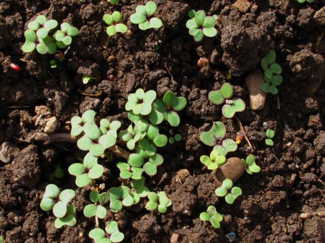 Brassica juncea, moutarde brune : semis