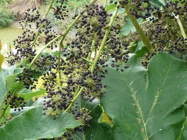 Tetrapanax papyrifera : baies