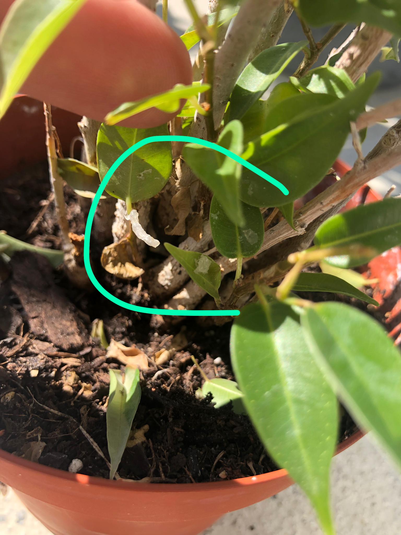 Phénomène suspect sur plante d'intérieur