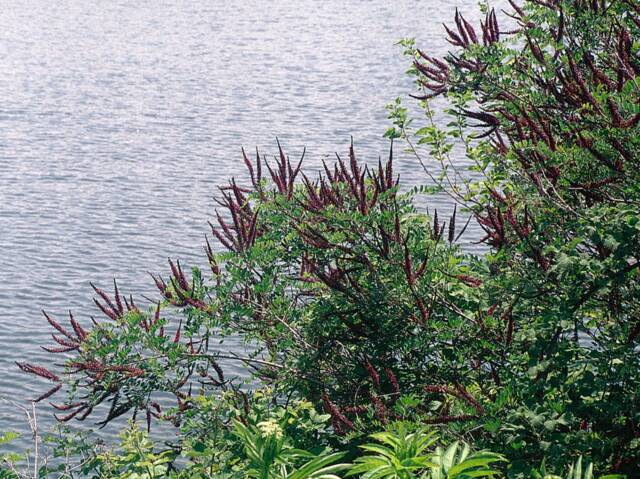 Amorpha fruticosa en bord de cours d'eau