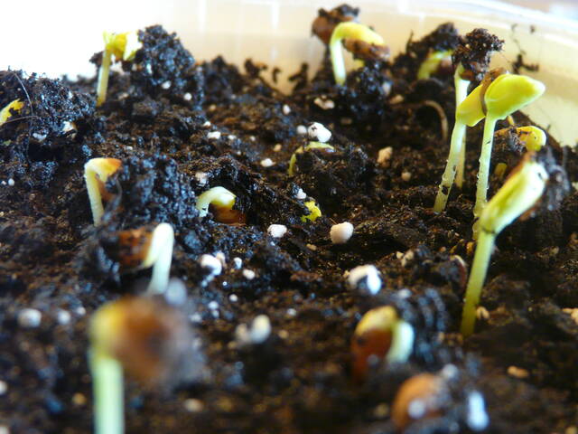 Caragana arborescens : semis de graines
