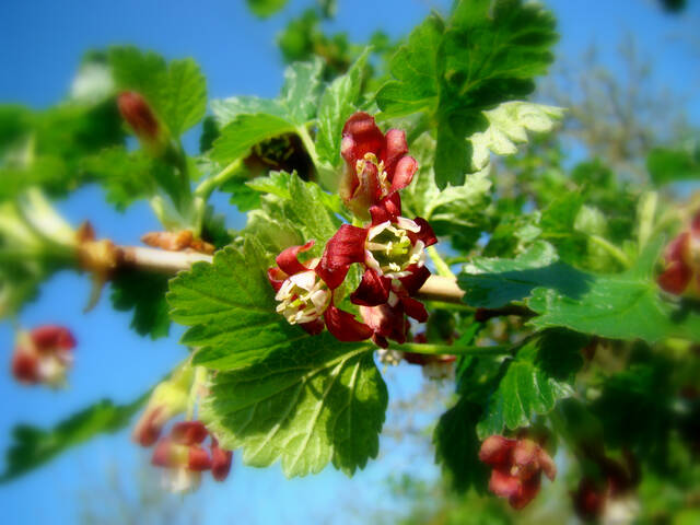 Feuillage et fleur de caseillier