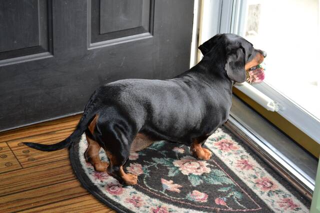 Chien montant la garde