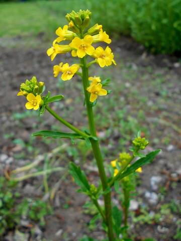 Floraison du cresson de jardin