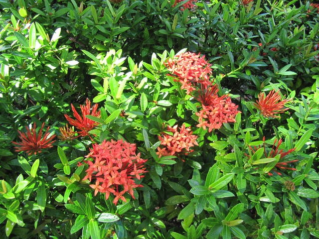 Ixora coccinea
