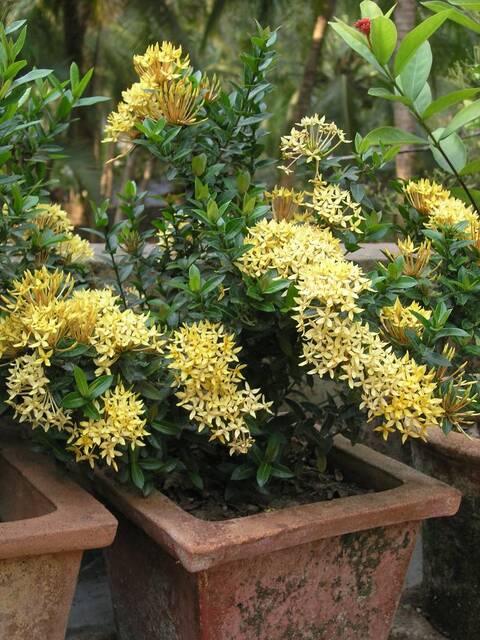 Ixora jaune en jardinière
