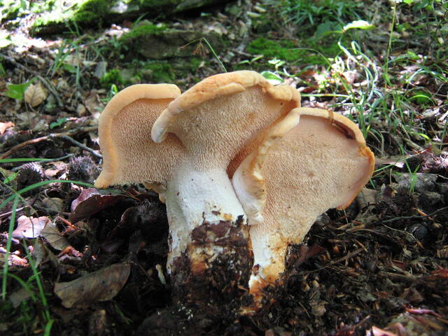 Hydnum repandum, pied de mouton