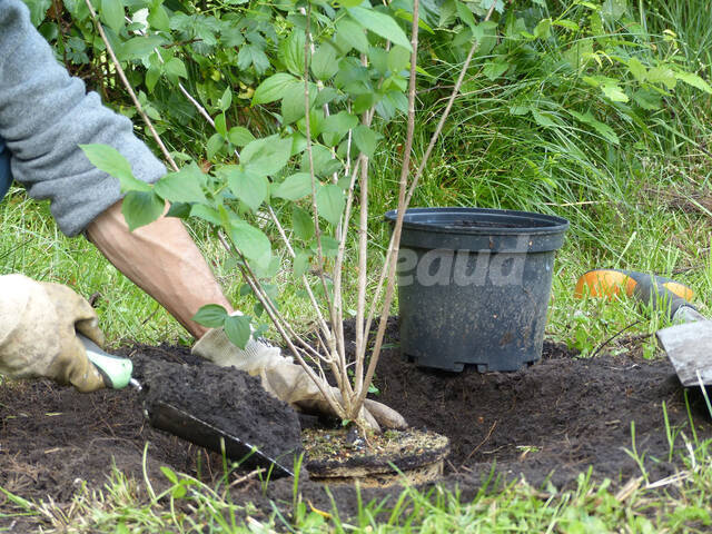 Planter un arbuste en conteneur : réussir la plantation