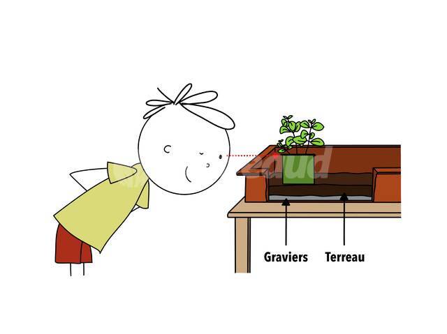 Installation des mottes dans la jardinière