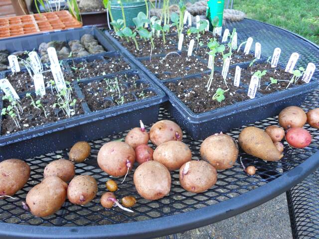 Semences de pomme de terre (au premier plan)