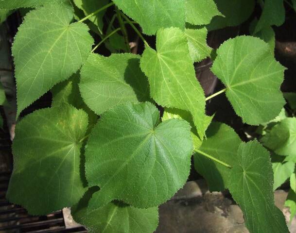 Sparmannia africana, tilleul d'appartement