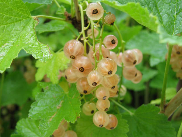 Groseillier  ‘Versaillaise blanche’