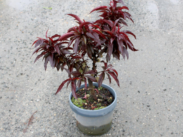Pêcher nain (plante avant envoi)